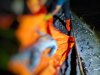 Mayat Laki-laki Anonim Ditemukan Membusuk Tanpa Kepala di Pinggir Laut Pematangpasir