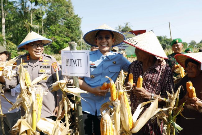 Gelar Panen Raya, Pemkab Lampung Selatan Dukung Swasembada Jagung Nasional