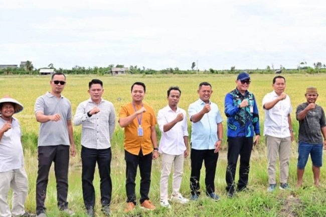 Padi Biosalin, Inovasi Cerdas Ubah Tambak Asin Jadi Sawah Produktif di Lampung Selatan